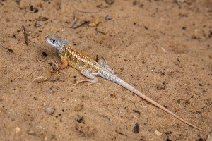 Chalarodon madagaskarský